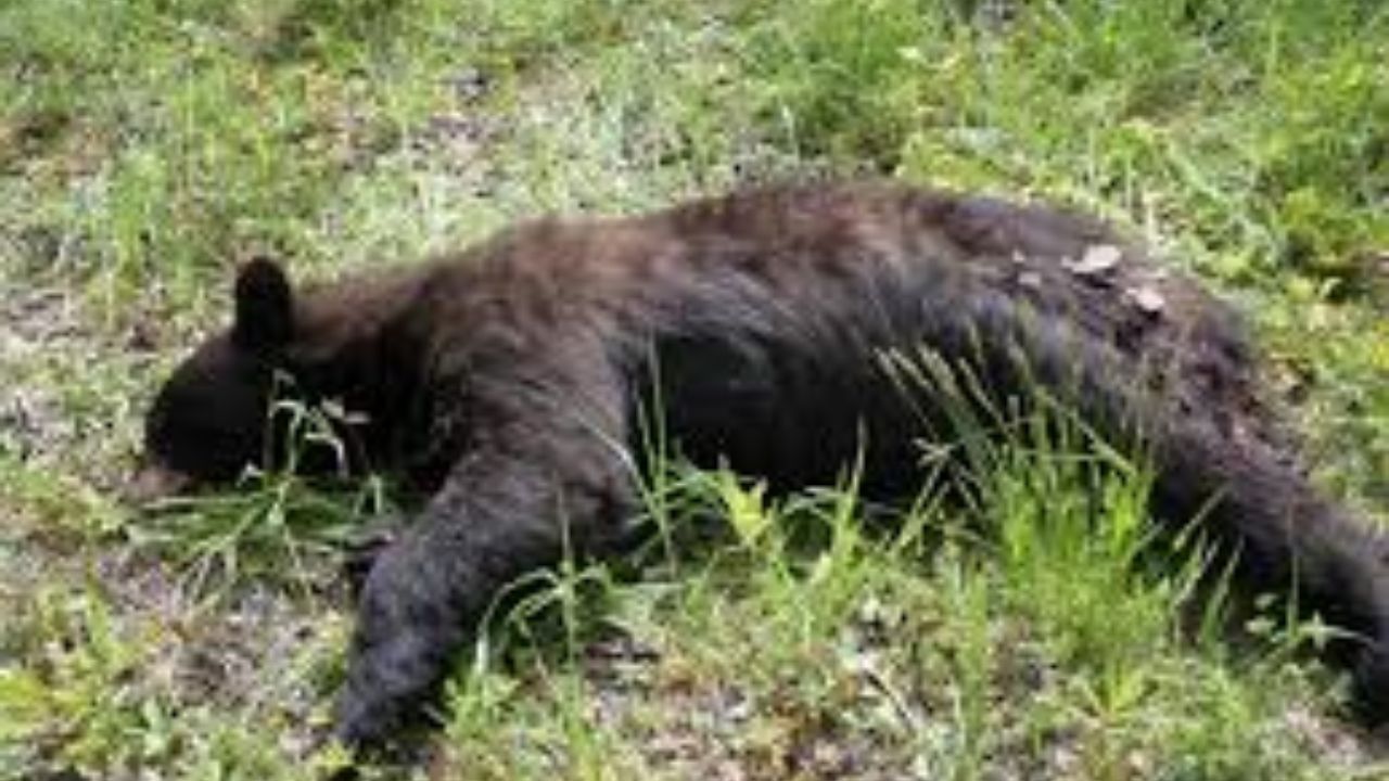 A 200-Pound Bear Was Found Shot and Dumped on a Connecticut Road — Police Want Answers