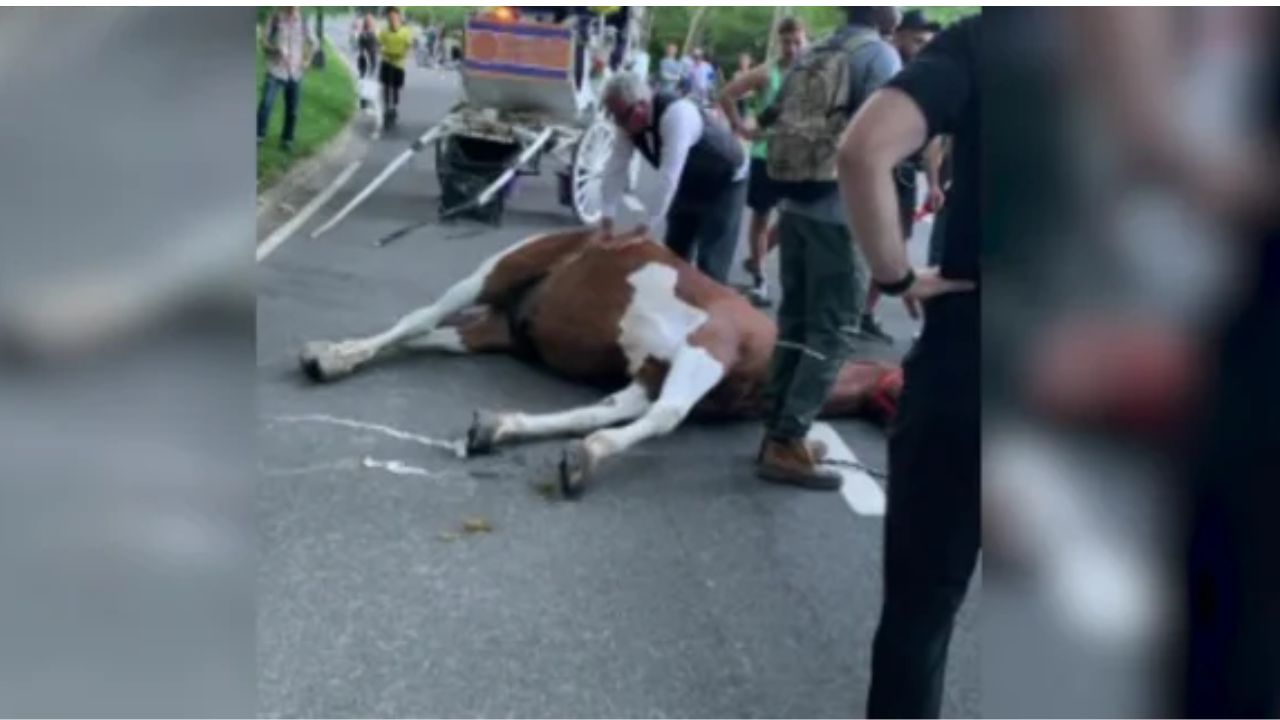 Carriage Horse Collapses and Dies in Central Park, Renewing Calls to Ban Industry