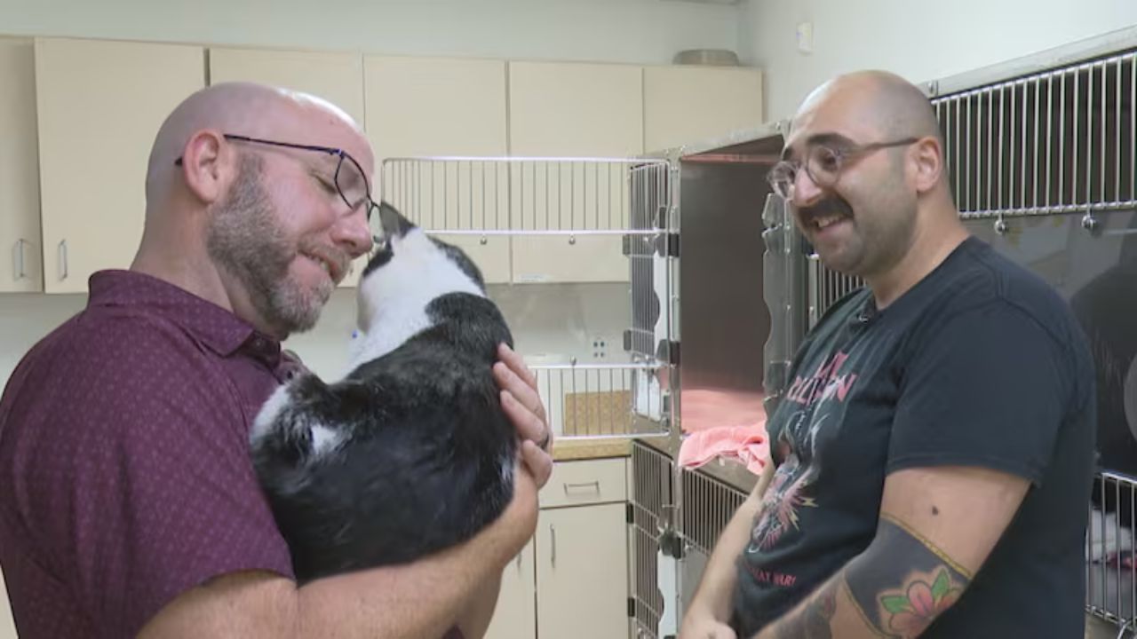 Killeen Animal Services Launches $5 Adoption Event to Help Cats and Pitbulls Find Loving Homes