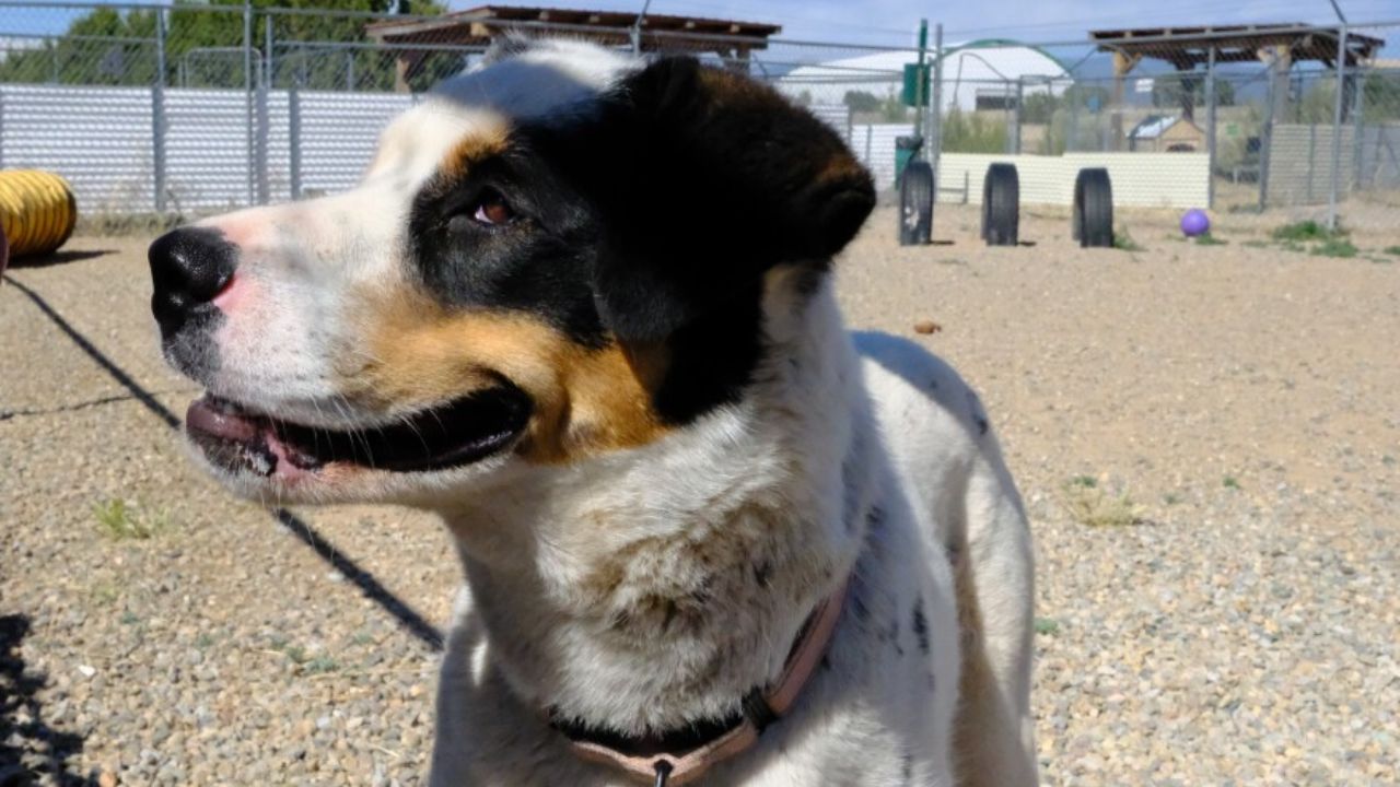 This New Mexico shelter is saving 93% of homeless animals — here's how they do it